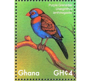 Purple Grenadier    Uraeginthus ianthinogaster - West Africa / Ghana 2017 - 4