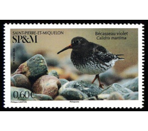 Purple Sandpiper (Calidris maritima) - North America / Saint Pierre and Miquelon 2021