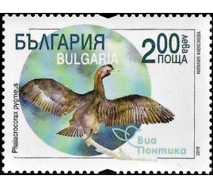Pygmy Cormorant (Phalacrocorax pygmeus) - Bulgaria 2019 - 2