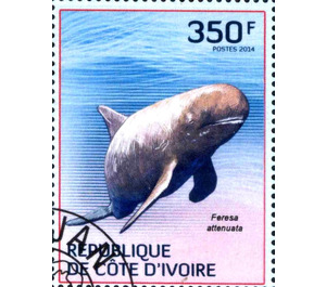 Pygmy Killer Whale (Feresa attenuata) - West Africa / Ivory Coast 2014 - 350