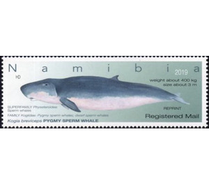 Pygmy Sperm Whale (Kogia breviceps) REPRINT - South Africa / Namibia 2019