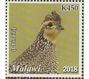 Quail (Chinziri) - East Africa / Malawi 2019 - 450