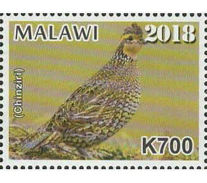 Quail (Chinziri) - East Africa / Malawi 2019 - 700