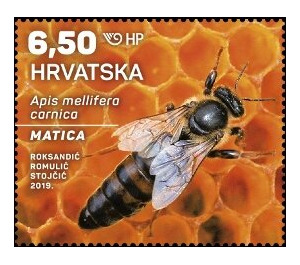 Queen bee - Croatia 2019 - 6.50