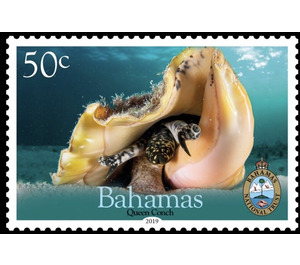 Queen Conch - Caribbean / Bahamas 2019 - 50