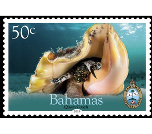 Queen Conch - Caribbean / Bahamas 2019 - 50