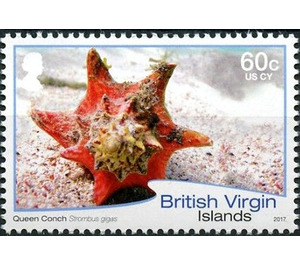 Queen Conch - Caribbean / British Virgin Islands 2017 - 60