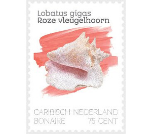 Queen Conch (Lobatus gigas) - Caribbean / Bonaire 2020 - 75