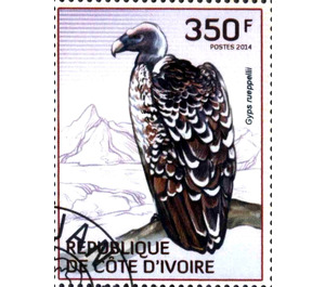 Rüppell's Vulture (Gyps rueppelli) - West Africa / Ivory Coast 2014 - 350