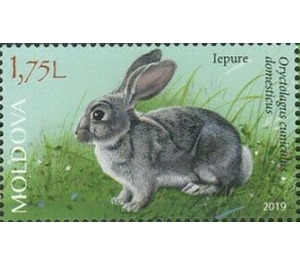 Rabbit - Moldova 2019 - 1.75
