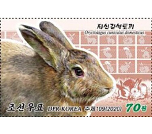 Rabbit (Oryctolagus cuniculus domesticus) - North Korea 2020 - 70