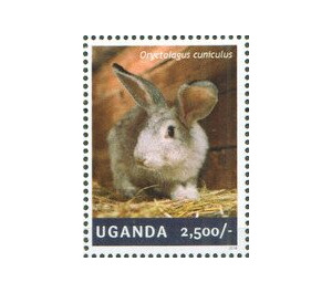 Rabbit (Oryctolagus cuniculus) - East Africa / Uganda 2014