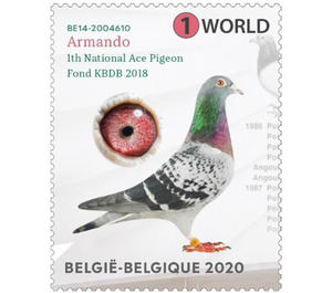 Racing Pigeon Armando - Belgium 2020 - 1