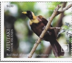 Red Bird of Paradise (Paradisaea rubra) - Aitutaki 2020 - 4