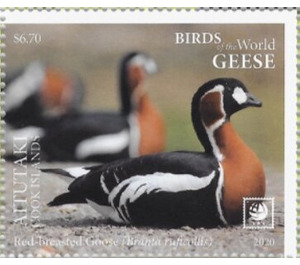 Red-Breasted Goose (Branta ruficollis) - Aitutaki 2020 - 6.70