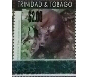 Red Brocket Deer (Mazama americana) - Caribbean / Trinidad and Tobago 2019 - 2
