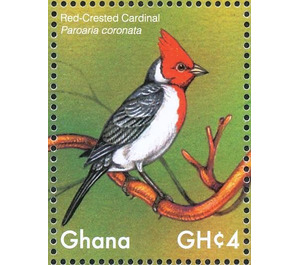 Red-crested Cardinal    Paroaria coronata - West Africa / Ghana 2017 - 4