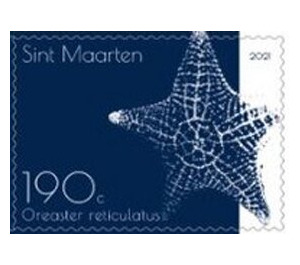 Red Cushion Sea Star (Oreaster reticulatus) - Caribbean / Sint Maarten 2021