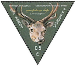 Red deer (Cervus elaphus) - Georgia 2018 - 0.50