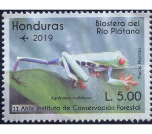 Red-Eyed Tree Frog (Agalychnis callidryas) - Central America / Honduras 2019 - 5