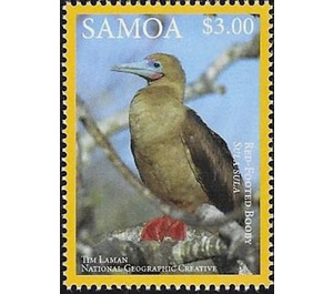 Red-footed Booby (Sula sula) - Polynesia / Samoa 2016 - 3