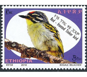 Red-fronted Tinkerbird (Pogoniulus pusillus) - East Africa / Ethiopia 2019 - 3