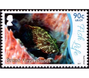 Red Hind - Caribbean / British Virgin Islands 2017 - 90