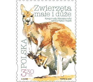 Red Kangaroo (Osphranter rufus) - Poland 2020 - 3.30