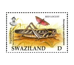 Red Locust (Nomadacris septemfasciata) - South Africa / Swaziland 2012
