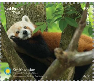 Red Panda (Ailurus fulgens) - Melanesia / Vanuatu 2021