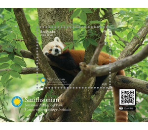Red Panda (Ailurus fulgens) - Melanesia / Vanuatu 2021