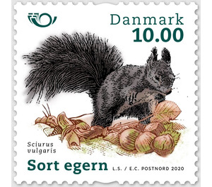 Red Squirrel (Sciurus vulgaris) - Denmark 2020 - 10