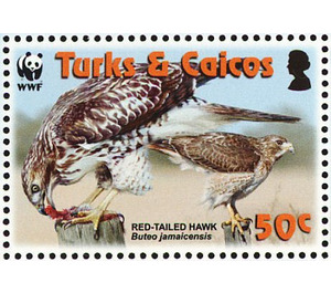 Red-tailed Hawk (Buteo jamaicensis) - Caribbean / Turks and Caicos Islands 2007 - 50