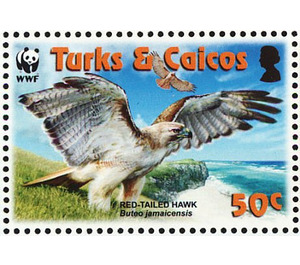 Red-tailed Hawk (Buteo jamaicensis) - Caribbean / Turks and Caicos Islands 2007 - 50