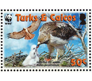 Red-tailed Hawk (Buteo jamaicensis) - Caribbean / Turks and Caicos Islands 2007 - 50