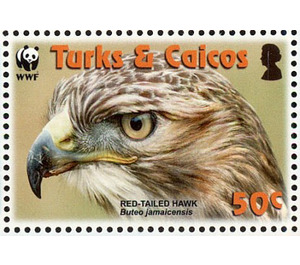 Red-tailed Hawk (Buteo jamaicensis) - Caribbean / Turks and Caicos Islands 2007 - 50