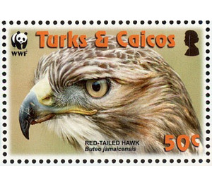 Red-tailed Hawk (Buteo jamaicensis) - Caribbean / Turks and Caicos Islands 2007 - 50