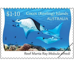 Reef Manta Ray (Mobula alfredi) - Cocos (Keeling) Islands 2021 - 1.10