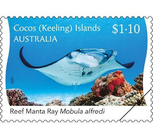 Reef Manta Ray (Mobula alfredi) - Cocos (Keeling) Islands 2021 - 1.10