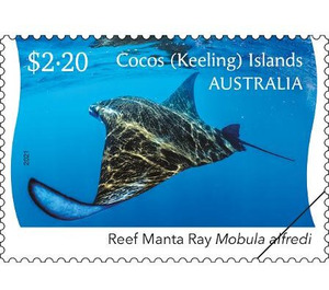 Reef Manta Ray (Mobula alfredi) - Cocos (Keeling) Islands 2021 - 2.20