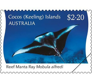 Reef Manta Ray (Mobula alfredi) - Cocos (Keeling) Islands 2021 - 2.20