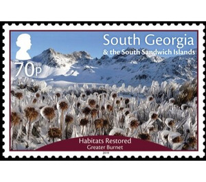 Restored Habitats : Greater Burnet - Falkland Islands, Dependencies 2019 - 70