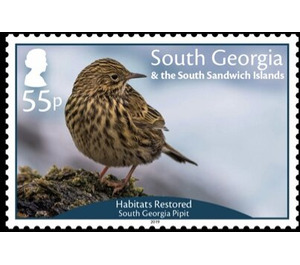 Restored Habitats : South Georgia Pipet - Falkland Islands, Dependencies 2019 - 55