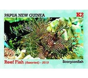 Rhinopias - Melanesia / Papua and New Guinea / Papua New Guinea 2019 - 2