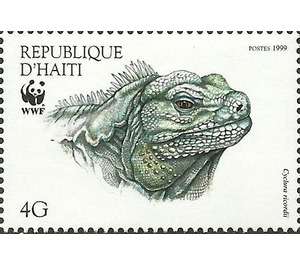 Ricord's Ground Iguana (Cyclura ricordii) - Caribbean / Haiti 1999 - 4