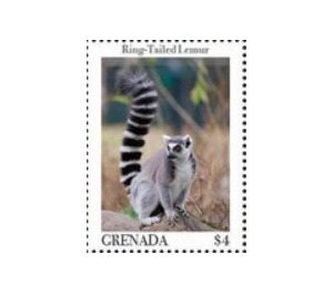 Ring-tailed lemur - Caribbean / Grenada 2020 - 4
