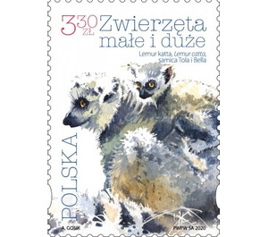 Ring-Tailed Lemur (Lemur catta) - Poland 2020 - 3.30