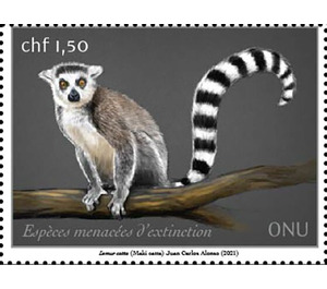 Ring-Tailed Lemur (Lemur catta) - UNO Geneva 2021 - 1.50