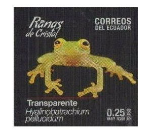 Rio Azuela Glass Frog (Hyalinobatrachium pellucidum) - South America / Ecuador 2019 - 0.25