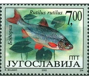 Roach (Rutilus rutilus) - Yugoslavia 2002 - 7